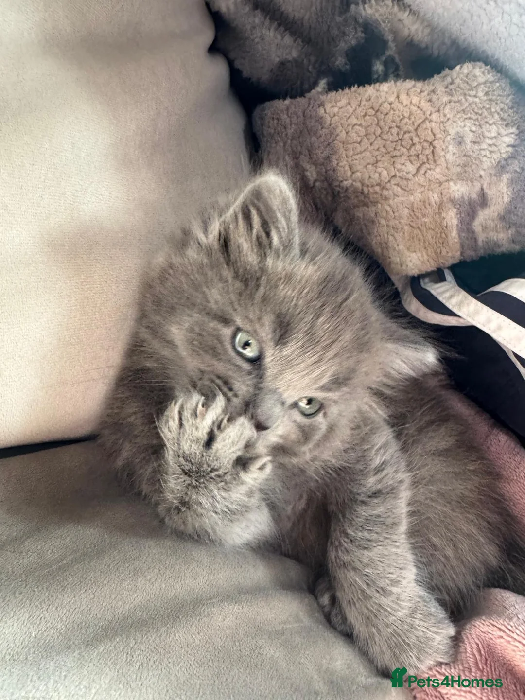 British Longhair cats for sale: Very playful male British Longhair. - Advert 7