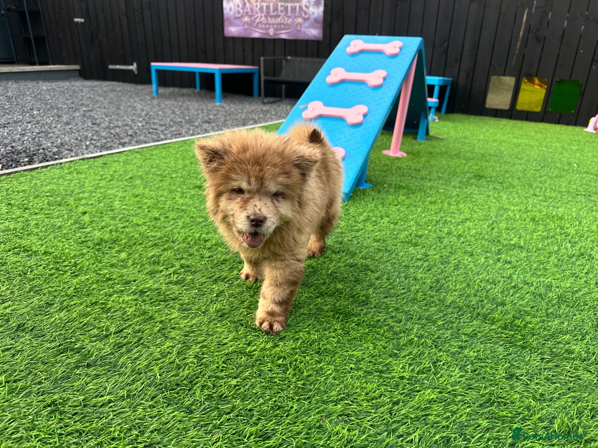 Chow Chow dogs for sale: Stunning exotic colour chowski puppies for sale  - Advert 1