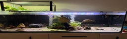 Turtle reptiles for sale: 240L tank & turtles for sale  - Advert 11