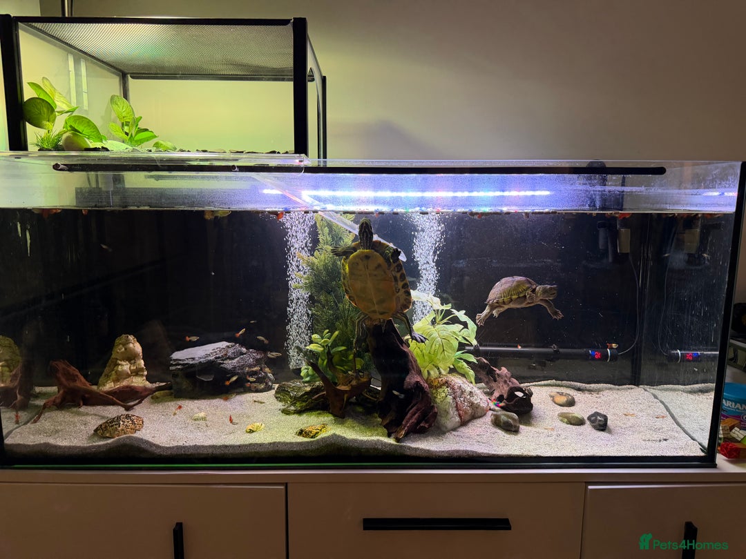 Turtle reptiles for sale: 240L tank & turtles for sale  - Advert 11