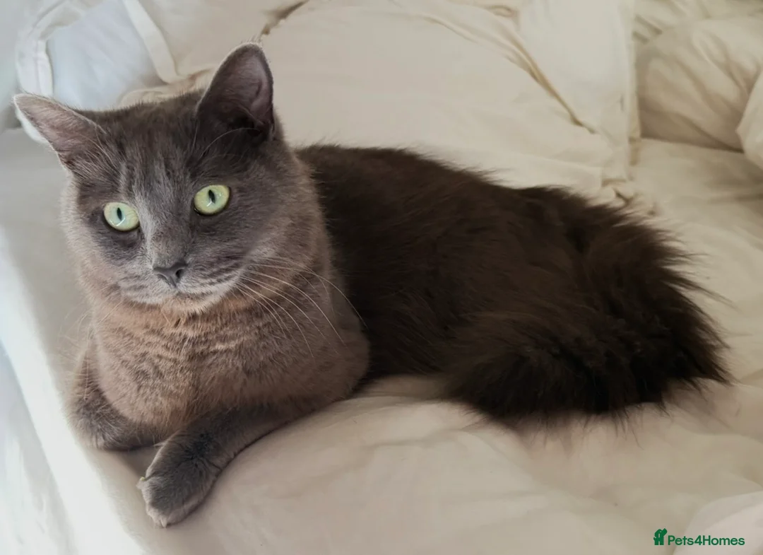 Russian Blue cats for sale: Half Russian Blue Kittens - Advert 10