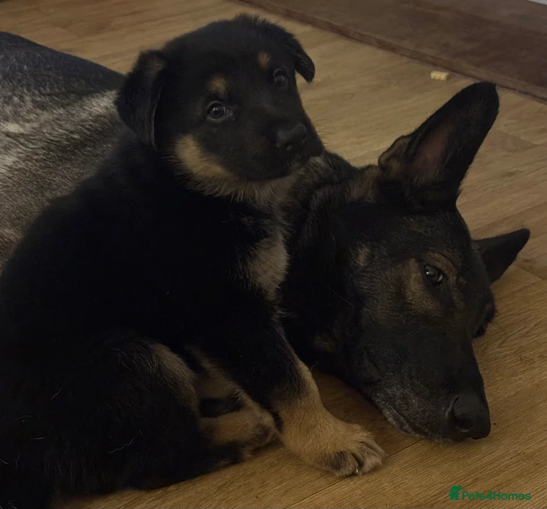 German Shepherd dogs for sale: German shepherd boy puppy for sale - Advert 1