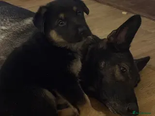 German Shepherd dogs German shepherd boy puppy for sale - Advert 7