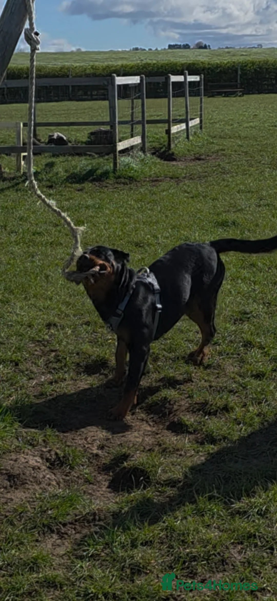 Rottweiler dogs for sale: 8 month old female rottweiler  in Swindon - Advert 10