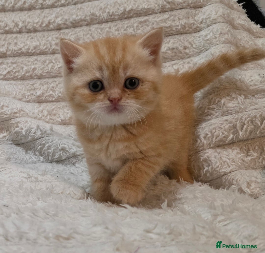 British Shorthair cats for sale: Beautiful unusual British shorthair kittens - Image 25