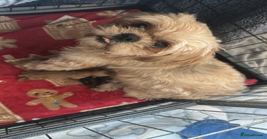 Shihpoo dogs - Advert 7