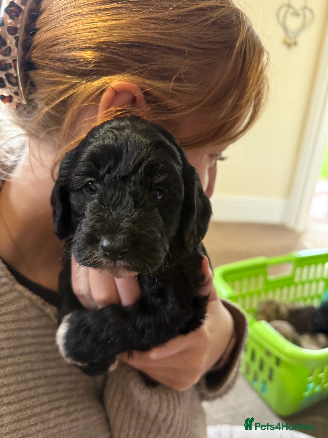 Cockapoo dogs for sale: F1 Cockapoos  - Image 11