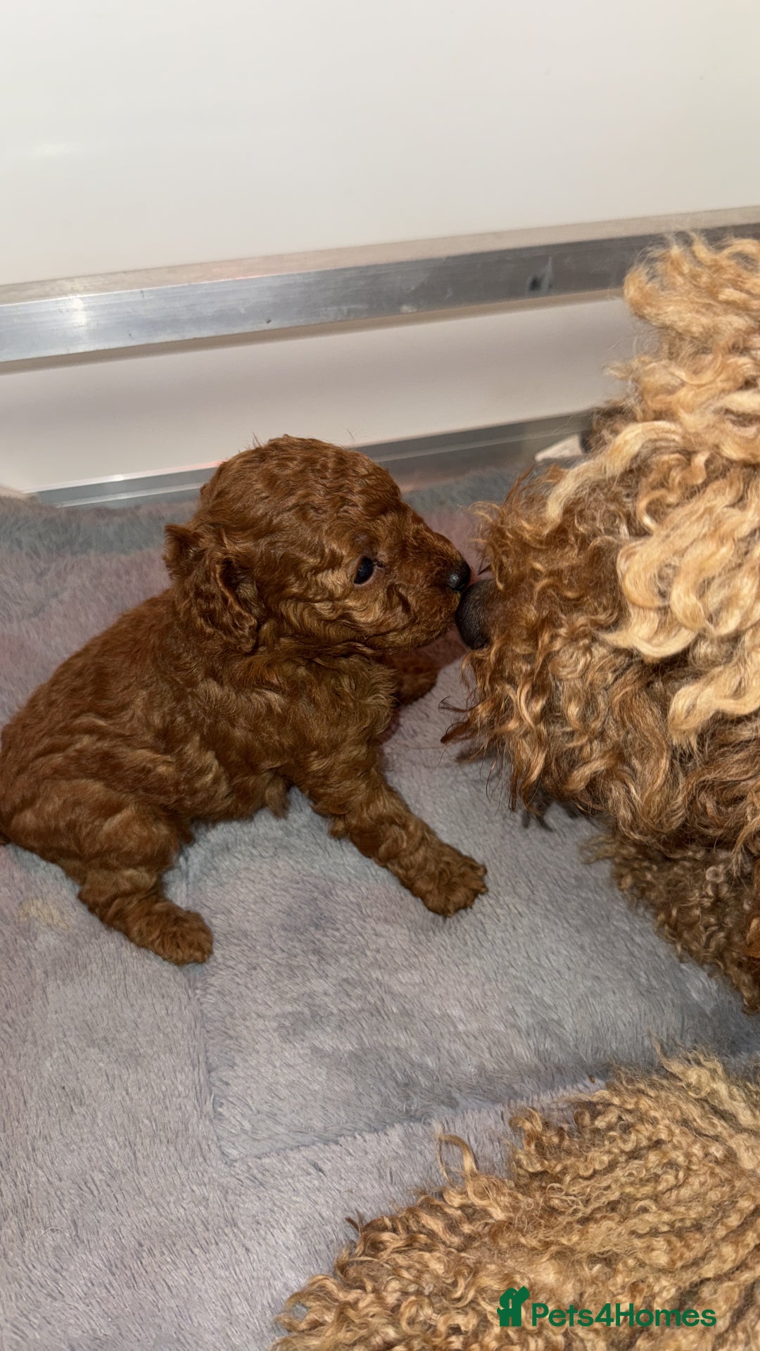 Toy Poodle dogs for sale: 🐩 Beautiful Deep Red Toy Poodle Puppy - Image 4