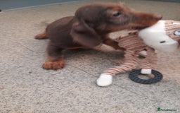 Miniature Dachshund dogs for sale: Miniture dashounds wire hair  - Image 18