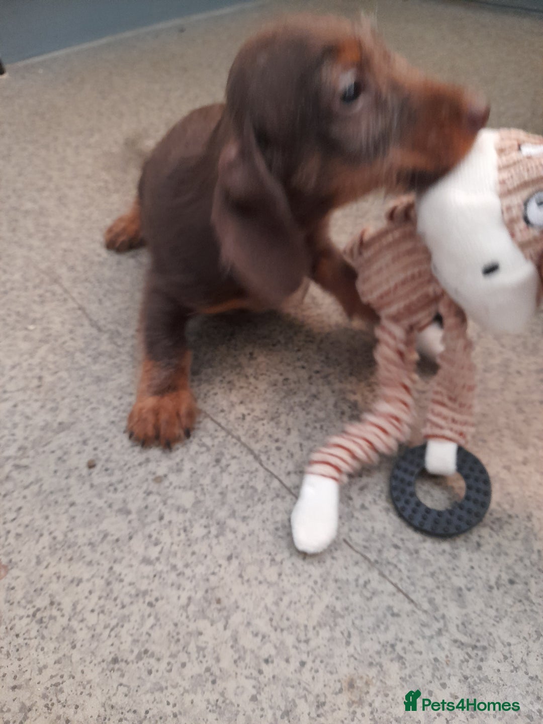 Miniature Dachshund dogs for sale: Miniture dashounds wire hair  - Image 18