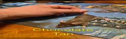 Mouse rodents for sale: 10 Cute Female Baby Fancy Mice - Advert 8