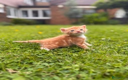 Domestic Shorthair cats for sale: Two gorgeous Domestic shorthair kittens for sale - Image 7