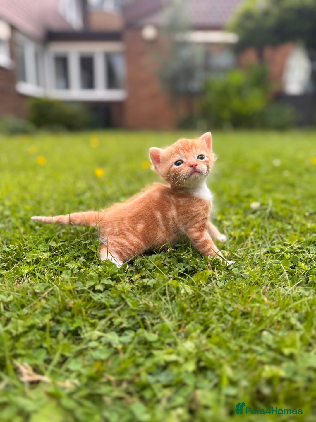 Domestic Shorthair cats for sale: Two gorgeous Domestic shorthair kittens for sale - Image 7
