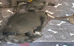 Mixed Breed dogs for sale: Staffy x mastiff mix  - Image 28