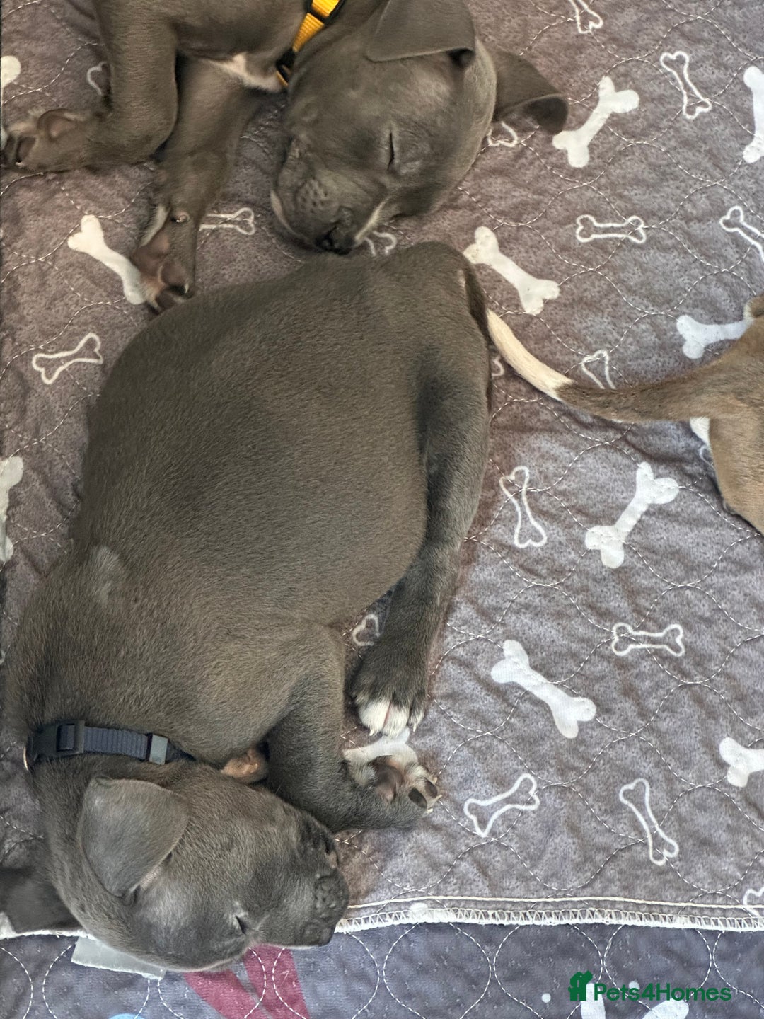 Mixed Breed dogs for sale: Staffy x mastiff mix  - Image 28