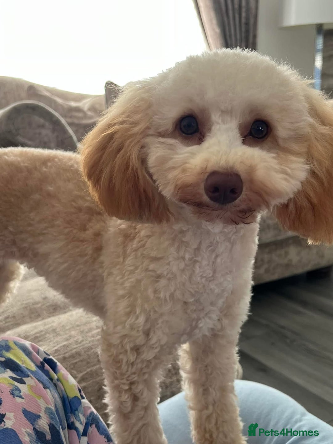 Toy Poodle dogs for sale: Toy Poodle  - Image 2