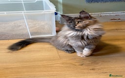 Maine Coon cats for sale: Maine Coon Pedigree  - Image 2
