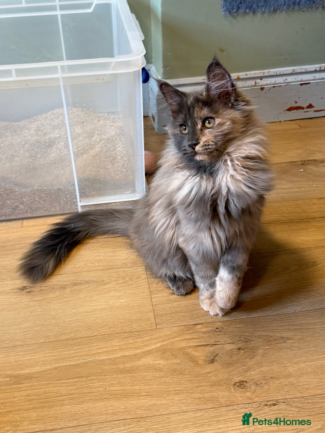 Maine Coon cats for sale: Maine Coon Pedigree  - Image 2