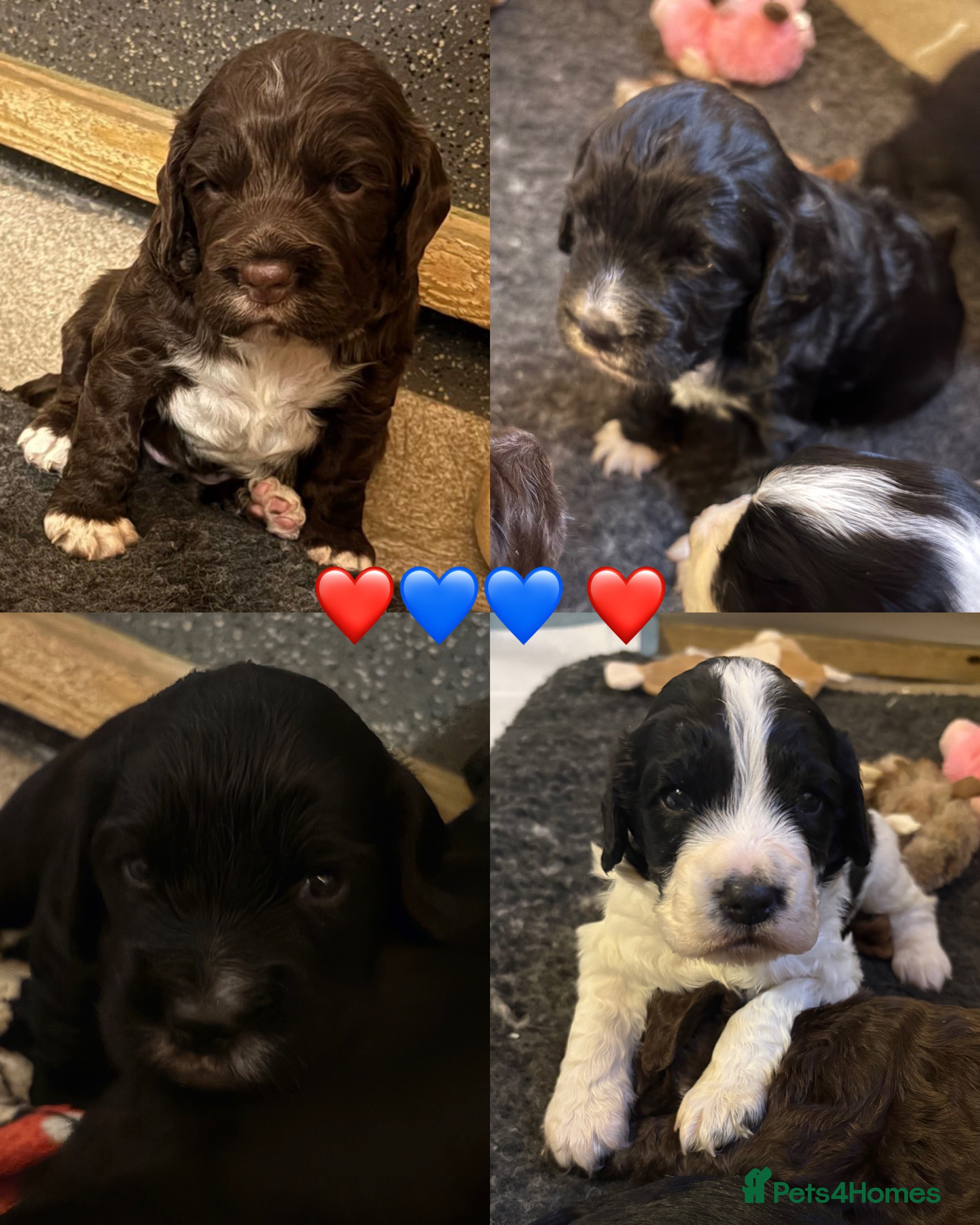 Cocker Spaniel dogs ⭐️Cocker spaniels puppy’s⭐️ - Advert 1