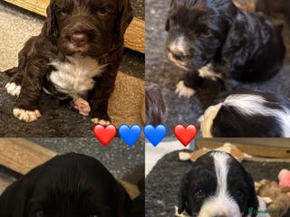 Cocker Spaniel dogs ⭐️Cocker spaniels puppy’s⭐️ - Advert 1