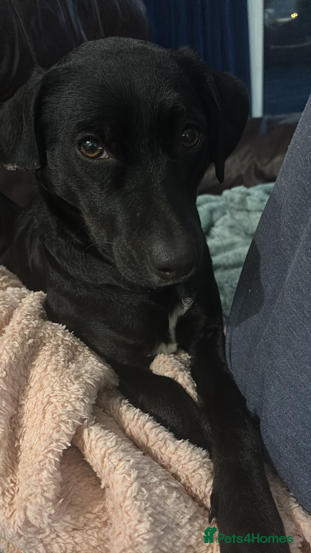 Mixed Breed dogs for adoption: Roxy  - Advert 2