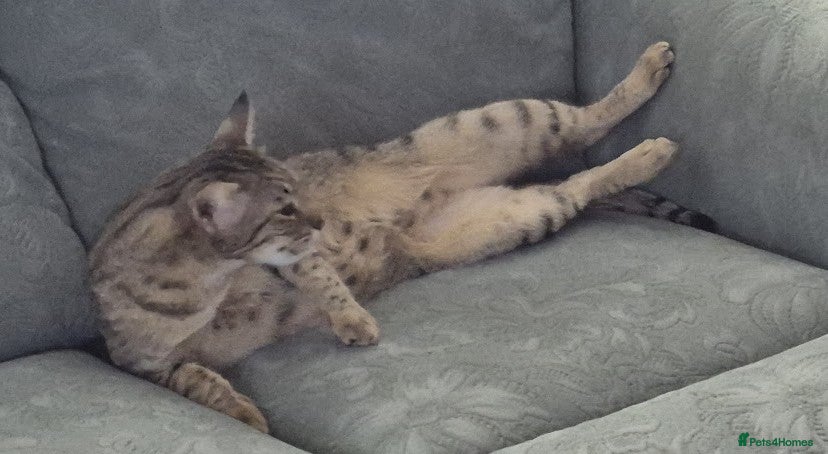 Savannah cats My Girl needs a new home - Advert 2