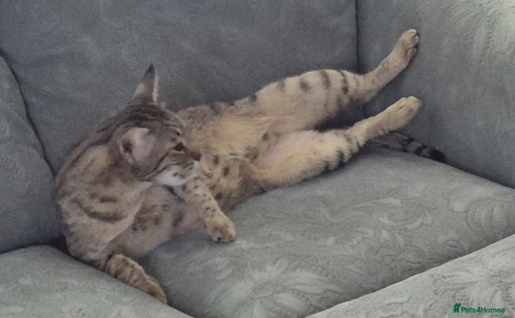 Savannah cats My Girl needs a new home - Advert 7