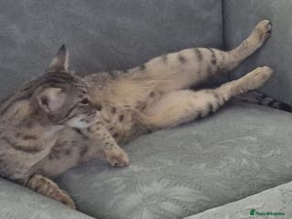 Savannah cats My Girl needs a new home - Advert 19