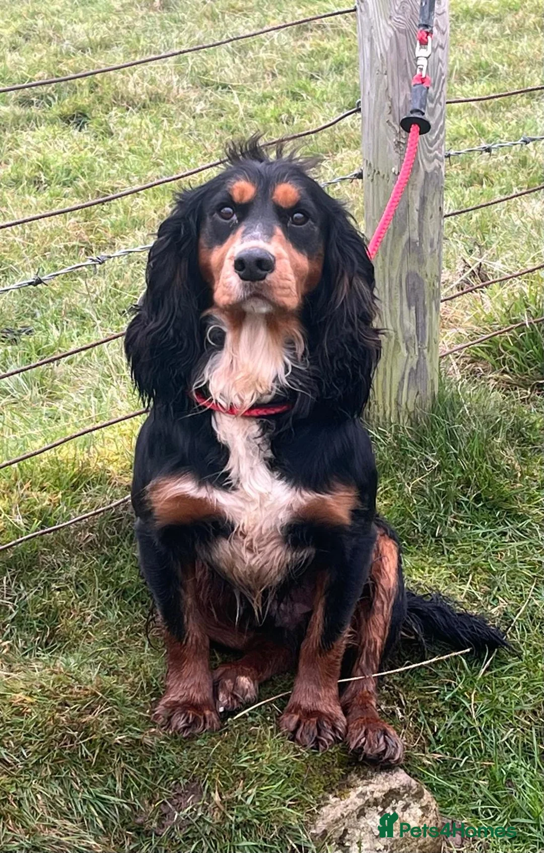 Cocker Spaniel dogs for stud: ROO KC dna clear ☑️ tri cocker spaniel in Blaydon-on-Tyne - Advert 1