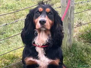 Cocker Spaniel dogs ROO KC dna clear ☑️ tri cocker spaniel in Blaydon-on-Tyne - Advert 19