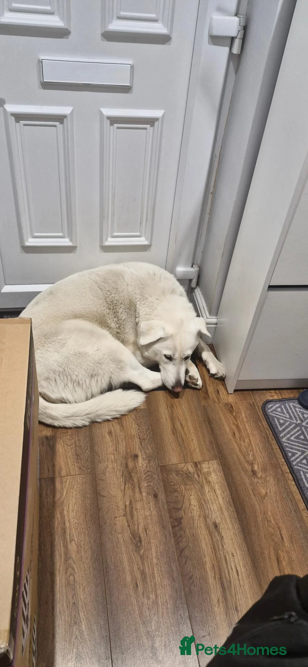 Mixed Breed dogs for sale: Lilly – Loving Female Dog Looking for a New Home - Advert 1