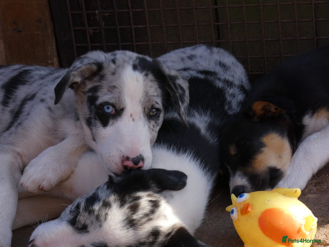 Border Collie dogs for sale: Red, and blue merle, tri, b/w collies farm reared - Image 28