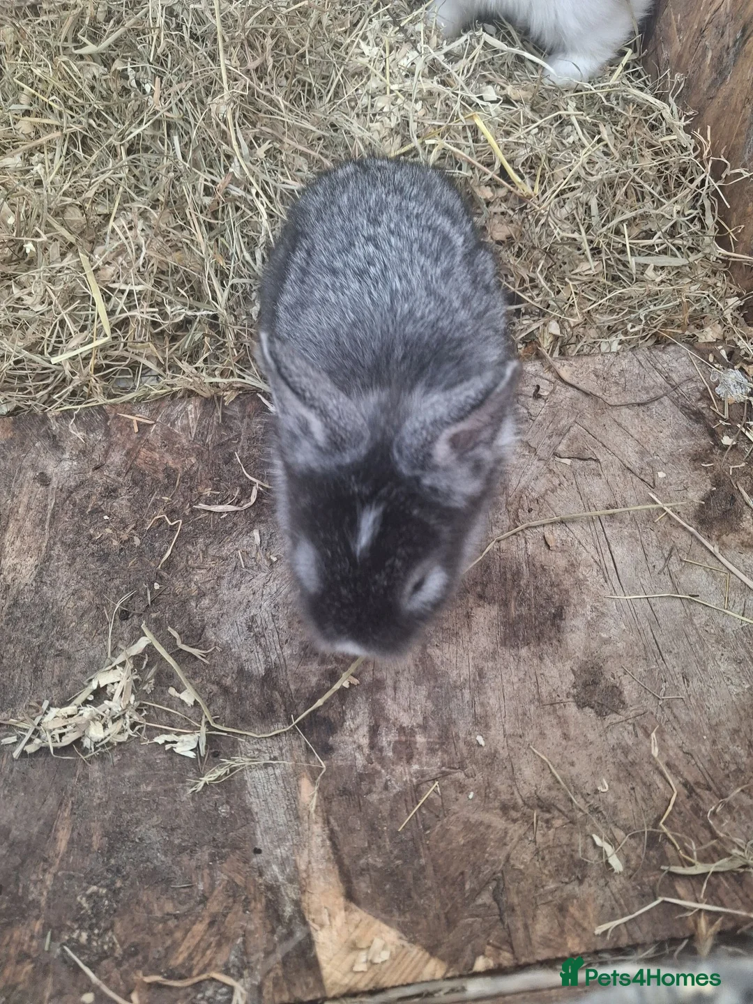 Lionhead rabbits for sale: Lionhead  - Advert 1