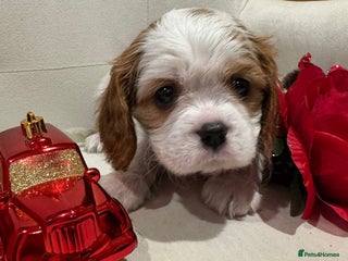 Cavalier King Charles Spaniel dogs One little boy left - Advert 1