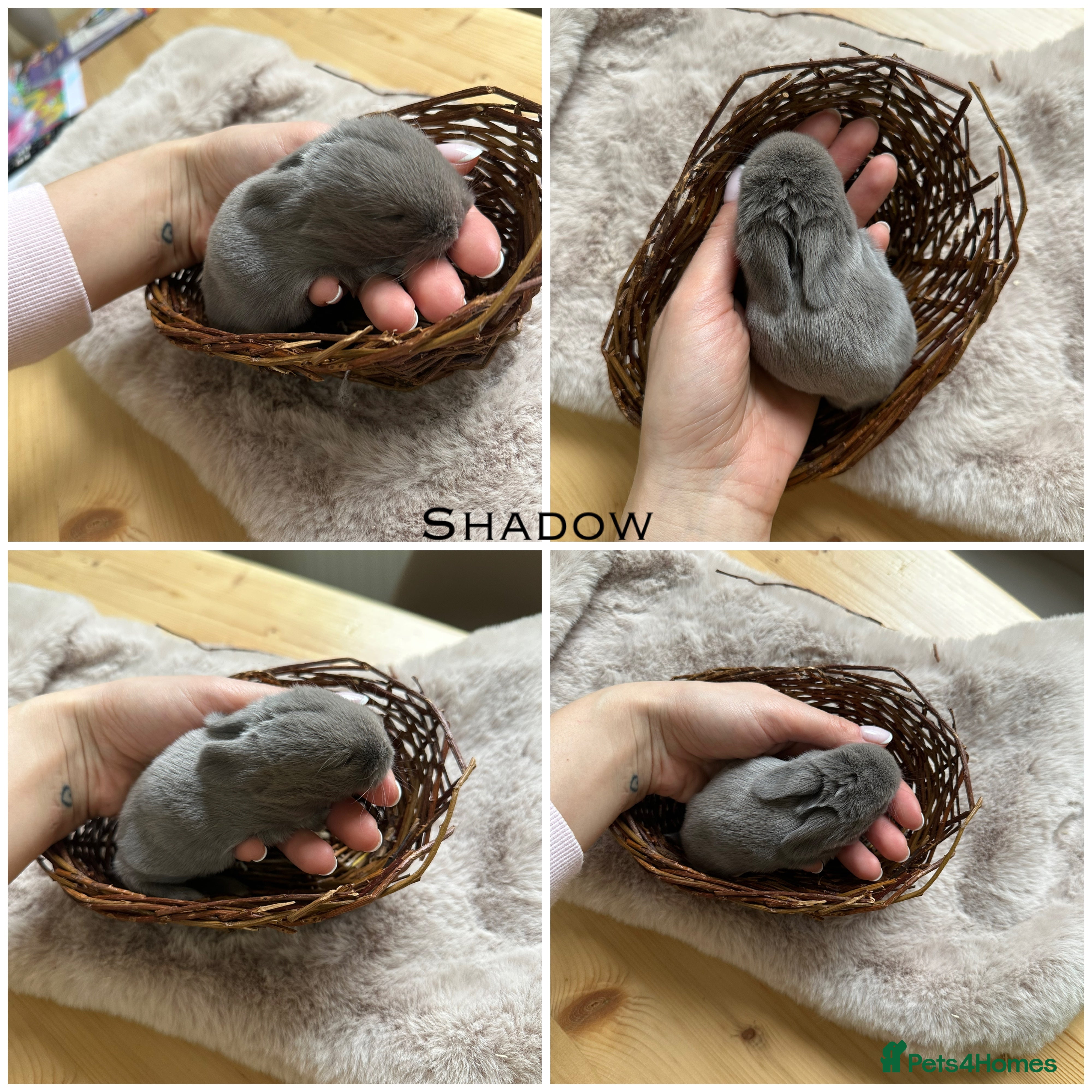 Mini Lop rabbits Beautiful Mini Lops for sale  - Advert 5