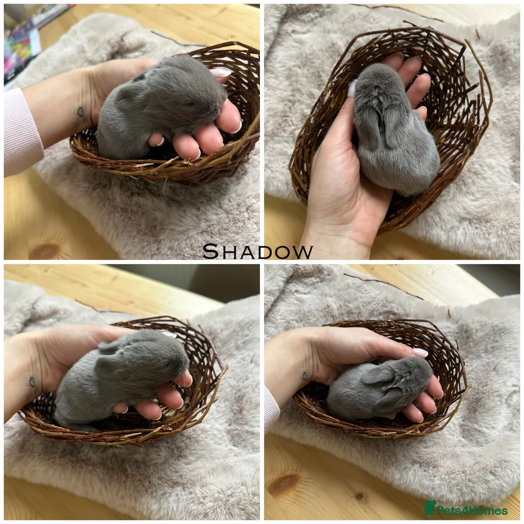 Mini Lop rabbits for sale: Beautiful Mini Lops for sale  - Advert 1