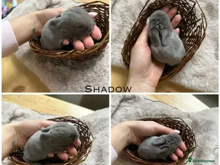 Mini Lop rabbits Beautiful Mini Lops for sale - Advert 5