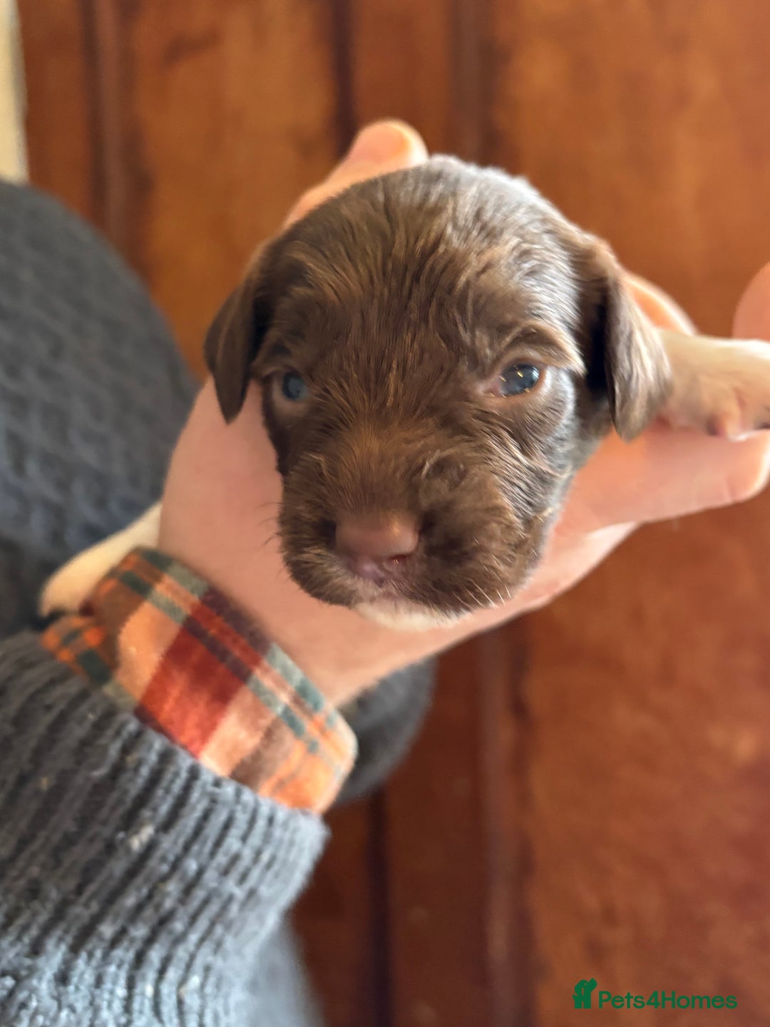 English Springer Spaniel dogs for sale: Beautiful litter of KC REG Puppies - Advert 8