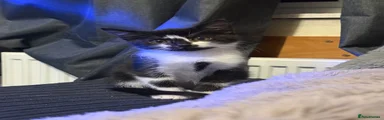 Tuxedo male 