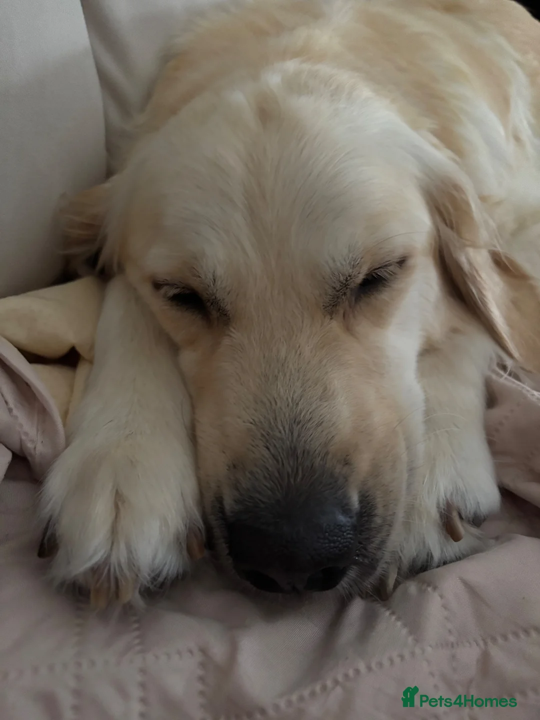 Goldendoodle dogs for sale: ESMES GOLDENDOODLES - Advert 2