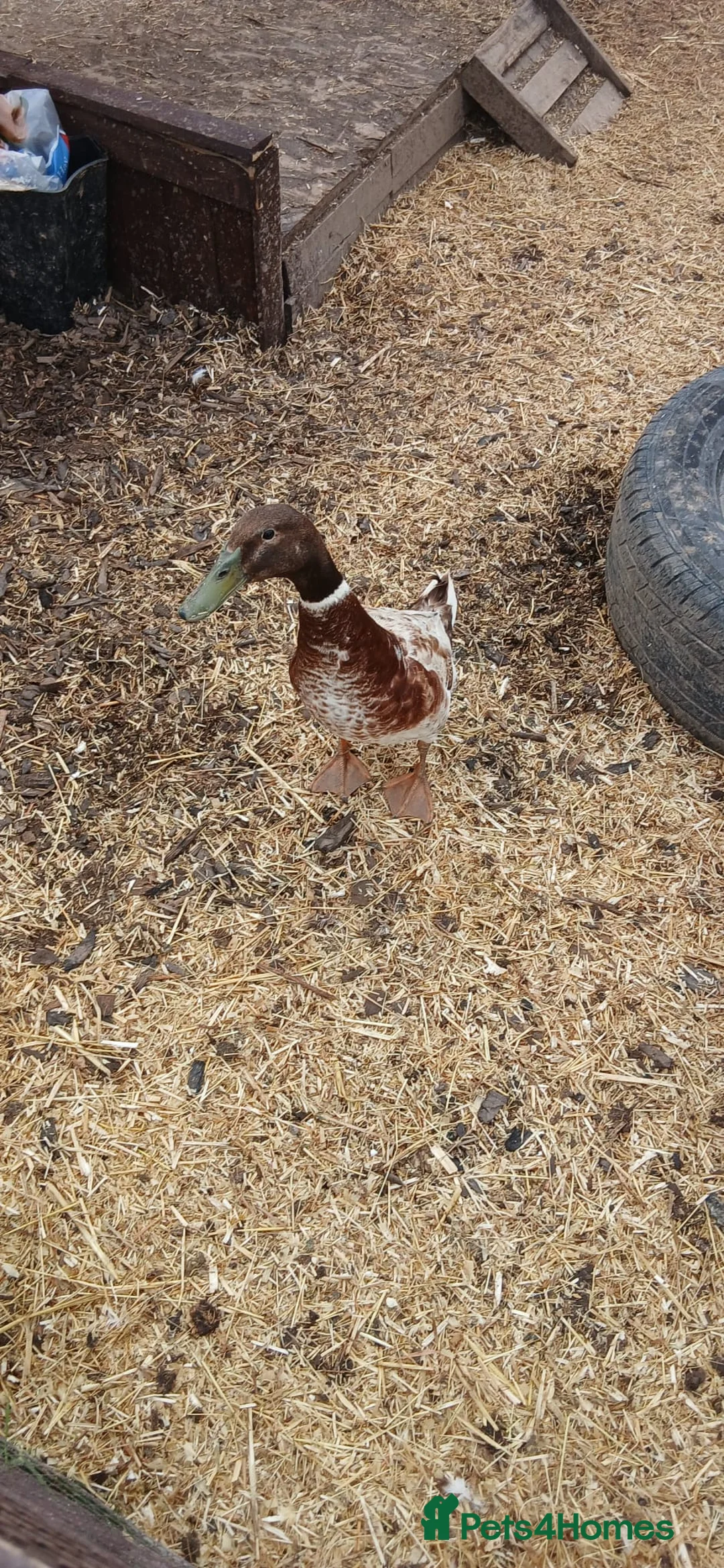 Ducks poultry for sale: Beautiful welsh harlequin duck - Advert 2