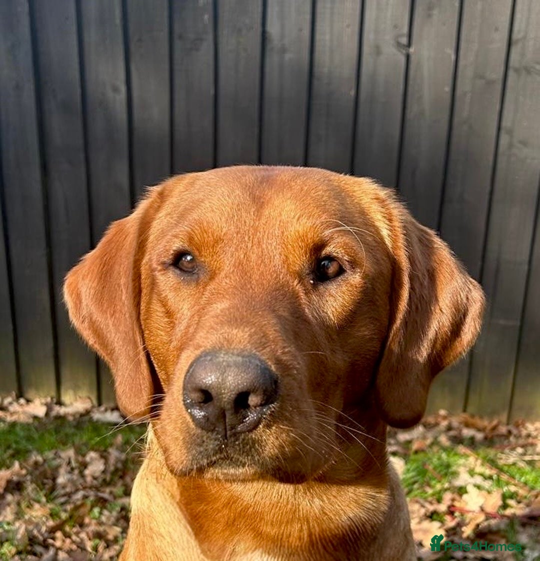 Labrador Retriever dogs for sale: Sykehead are expecting Fox Red lab pups  - Image 8