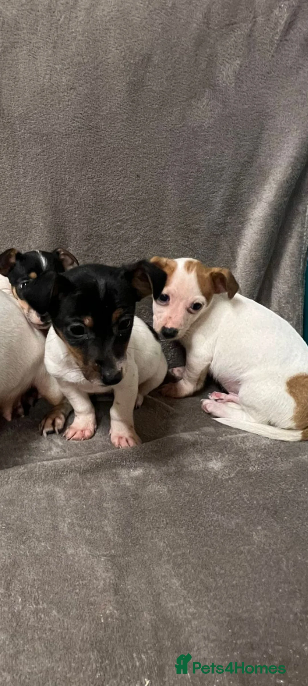Jack Russell dogs for sale: Miniature jack Russell puppies  - Advert 6