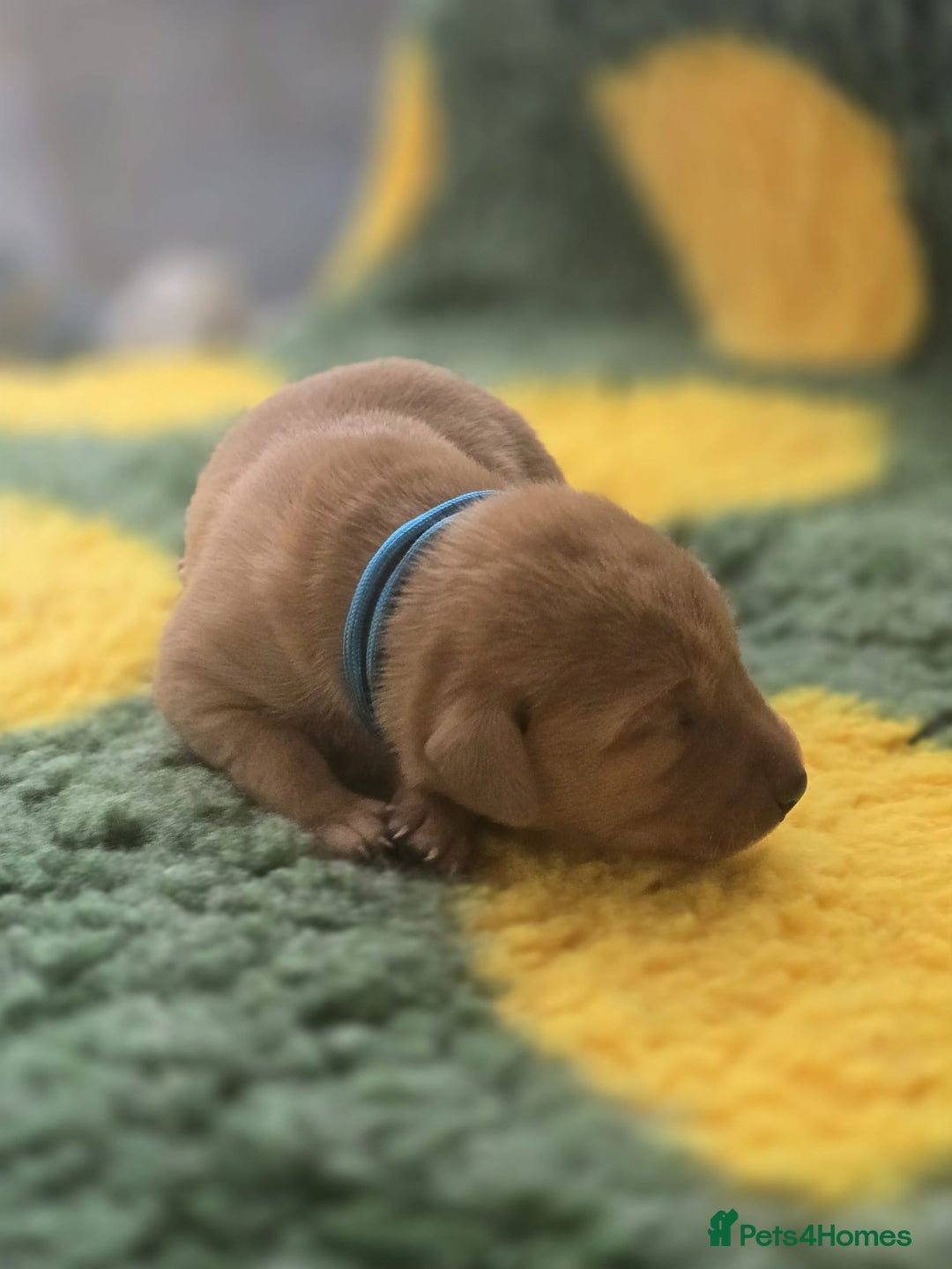 Labrador Retriever dogs for sale: KC Registered Labrador Puppies. - Advert 22