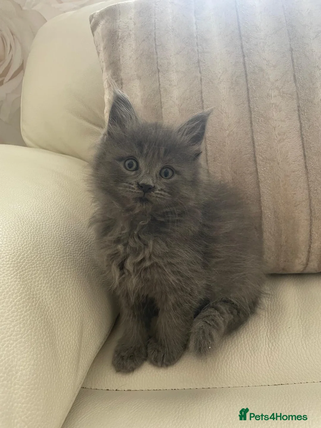 Mixed Breed cats for sale: Maine Coon x Ragdoll Female kittens  - Advert 2