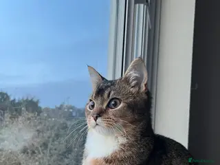 Scottish Fold cats Scottish Fold - Male - Advert 1