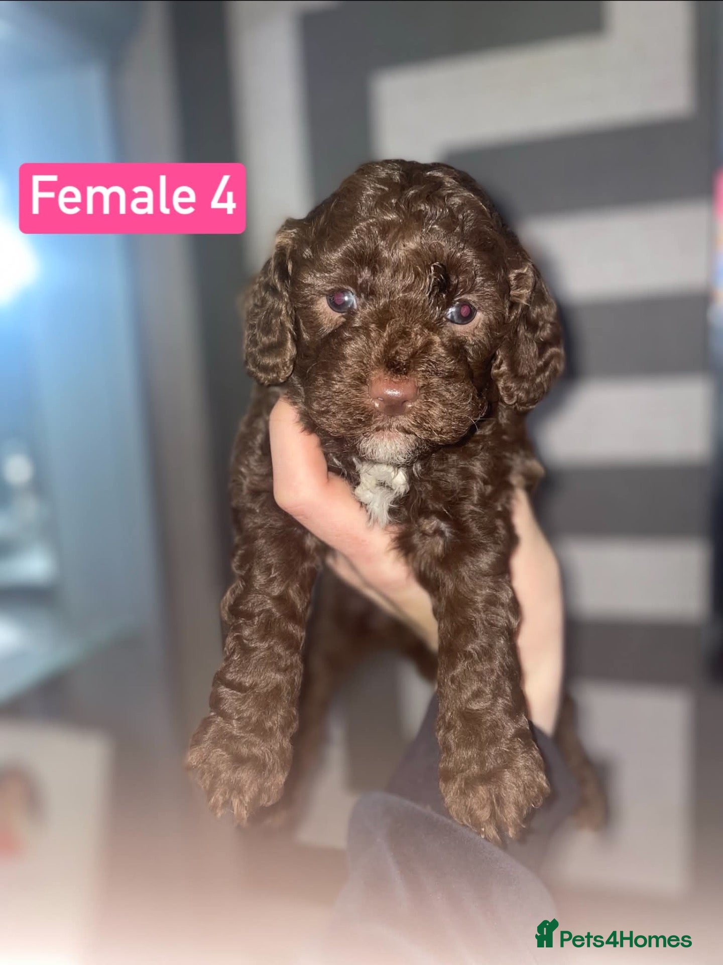 Cockapoo dogs F1B Cockapoo Puppies  - Advert 1