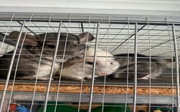 Chinchilla rodents for sale: 3 Chinchillas (family) - Image 11