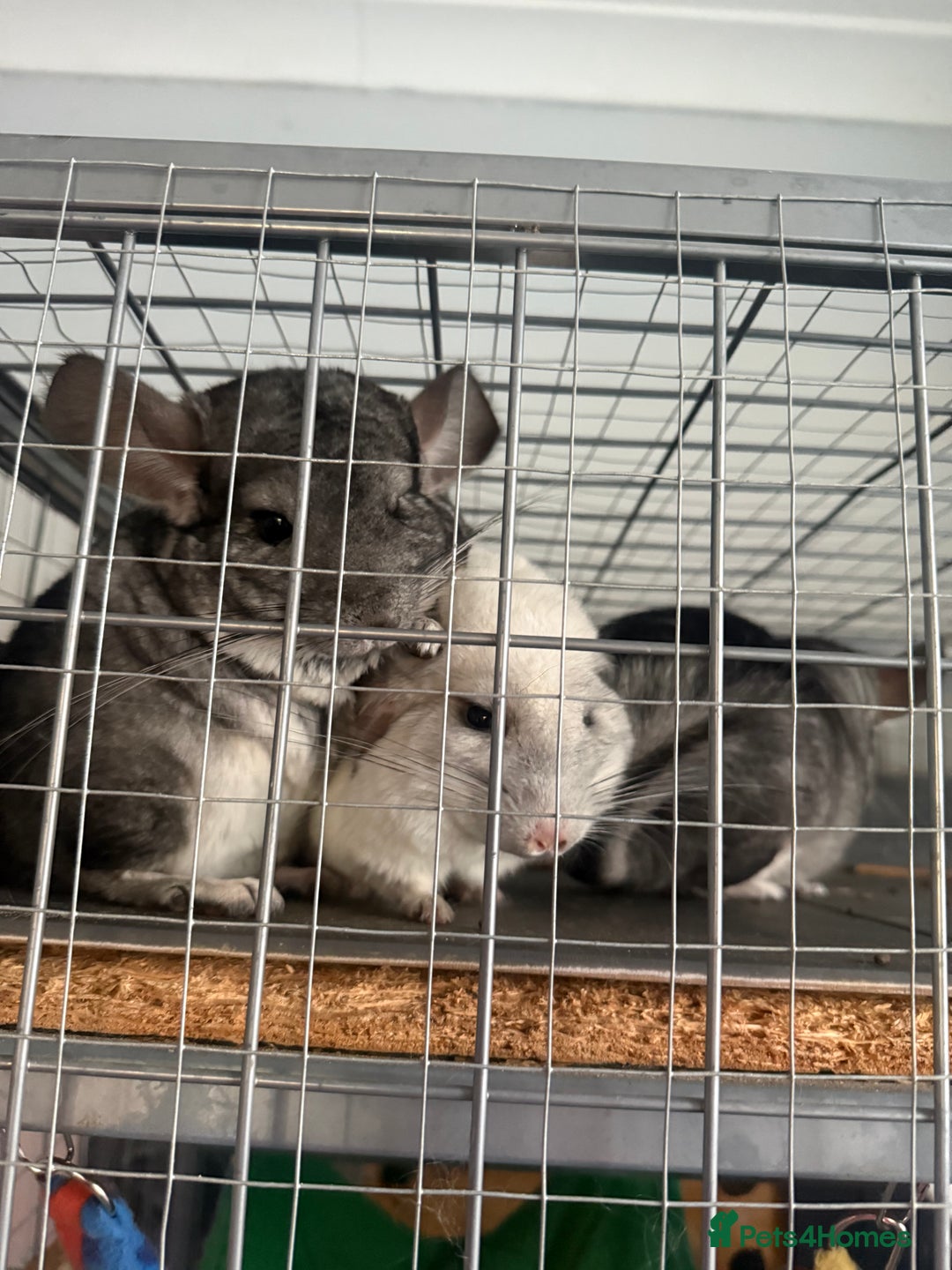 Chinchilla rodents for sale: 3 Chinchillas (family) - Image 11
