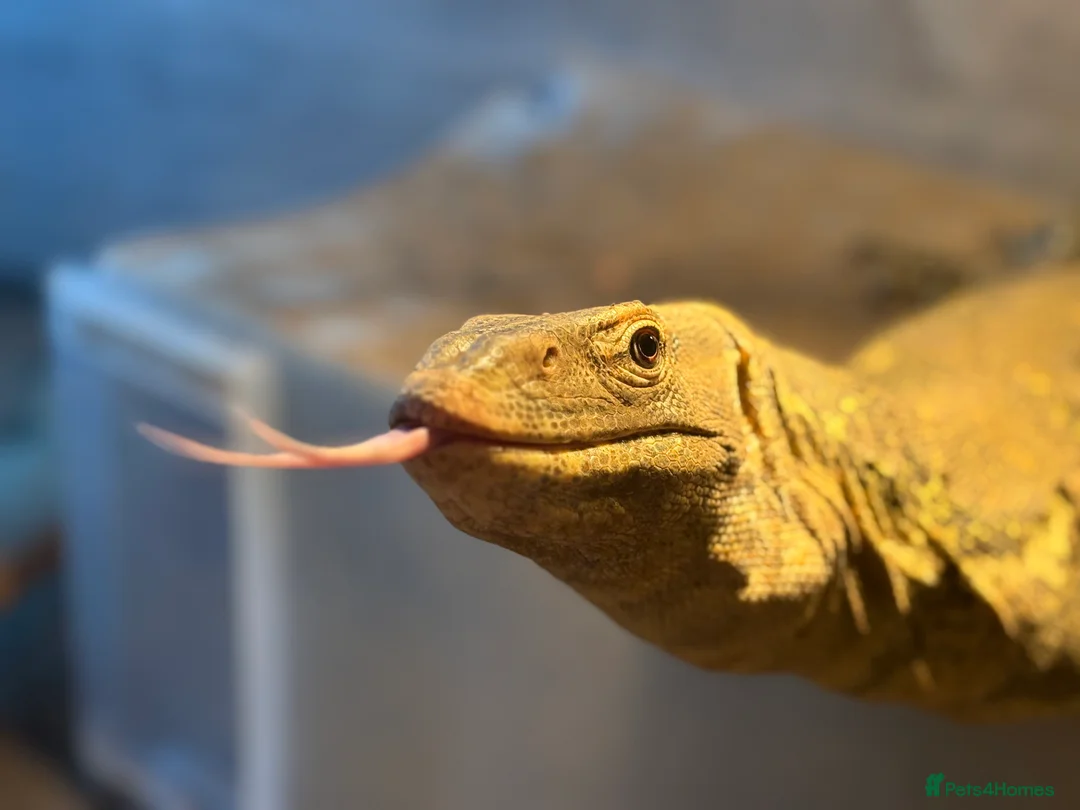 Monitor reptiles for sale: Male Nile monitor approximately 3years old - Advert 4